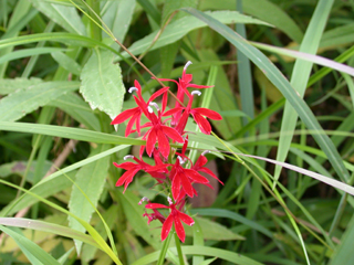 cardinal flower 4